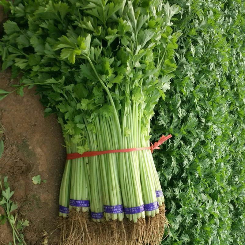 四季小香芹种子生长速度快纤维少耐高温四季小西芹种植