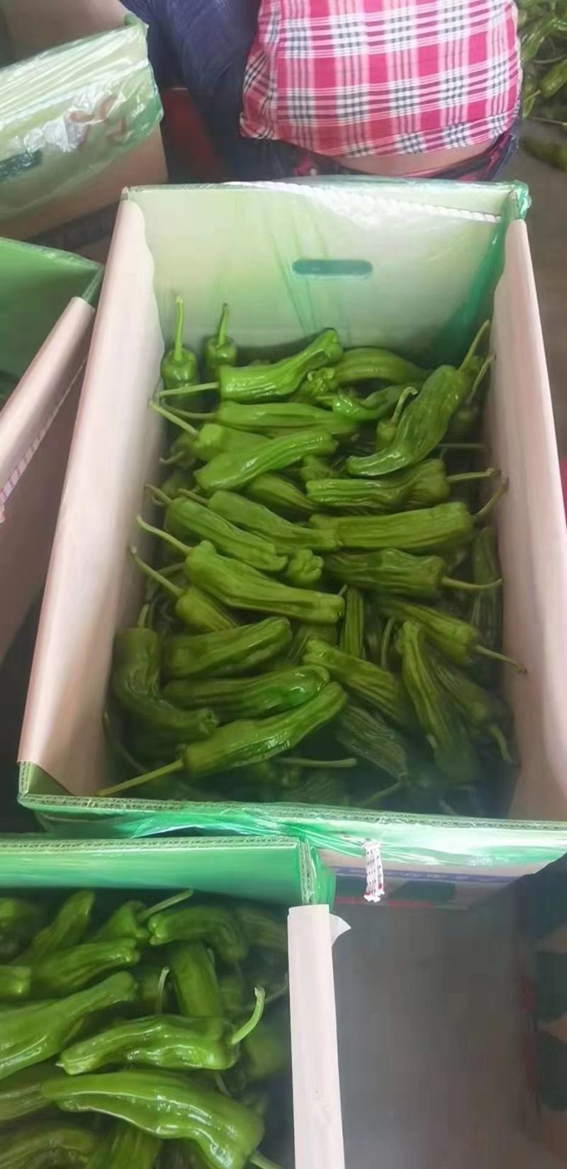 【热卖】海南精品泡椒，量大从优，质量保证，诚信买卖