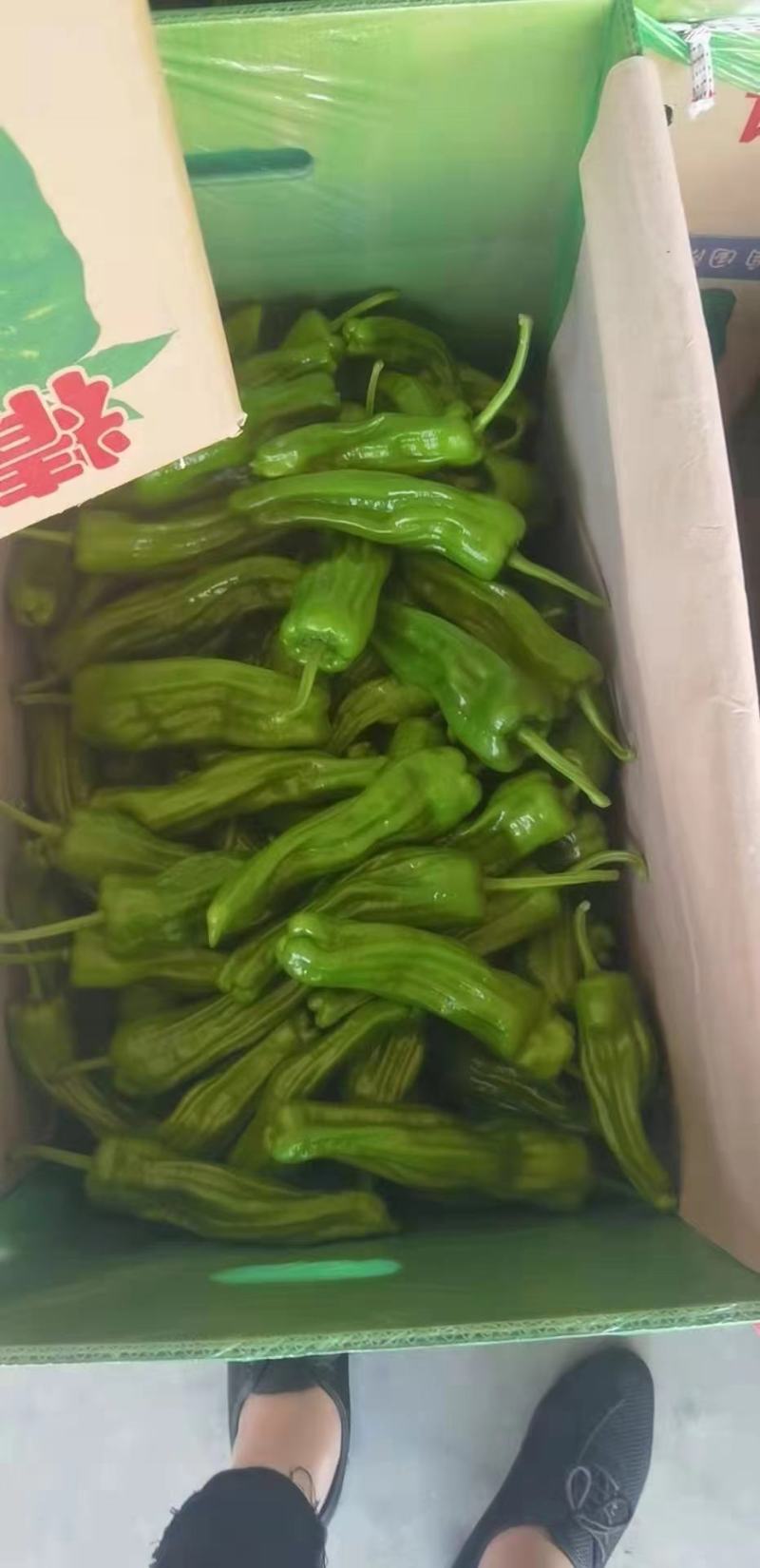 【热卖】海南精品泡椒，量大从优，质量保证，诚信买卖