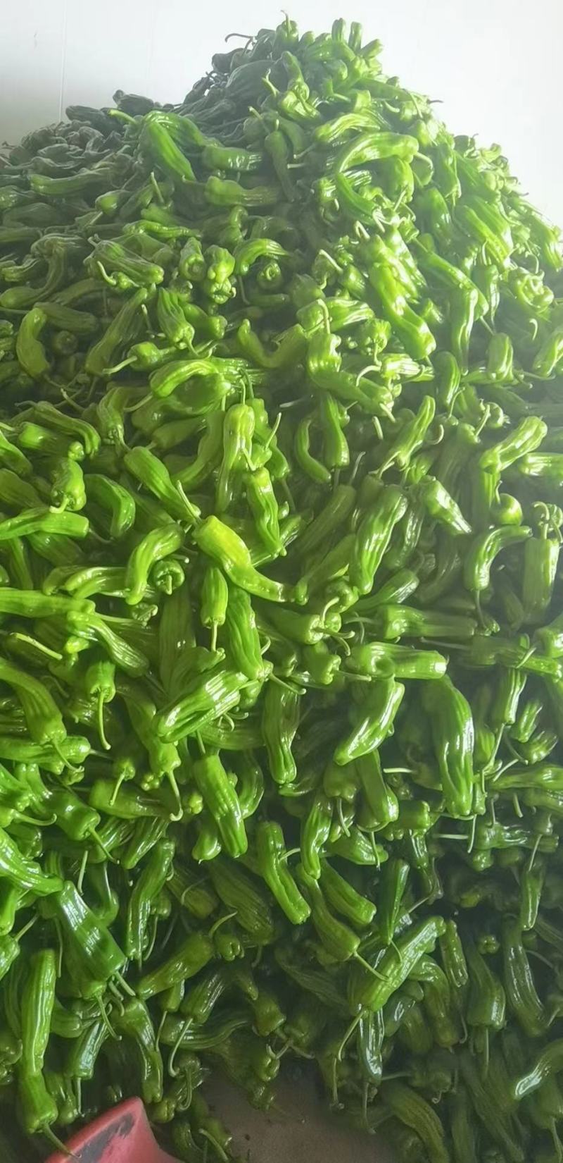 【热卖】海南精品泡椒，量大从优，质量保证，诚信买卖