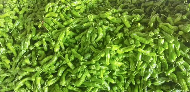【热卖】海南精品泡椒，量大从优，质量保证，诚信买卖