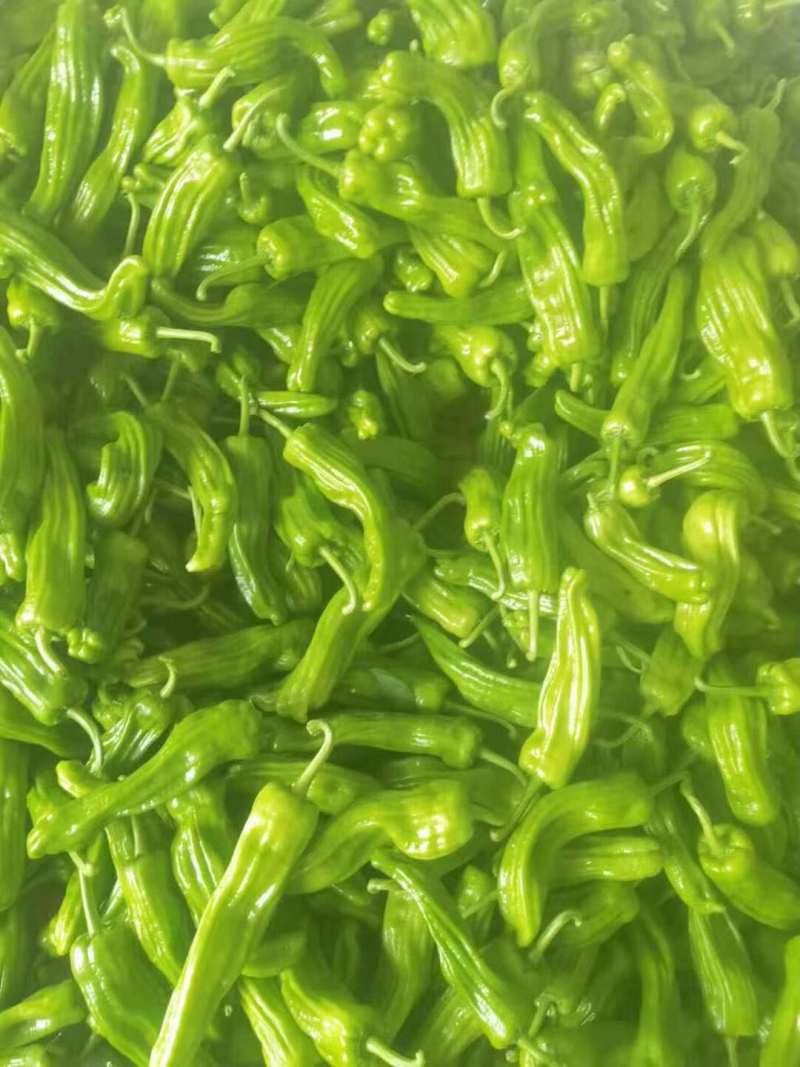 【热卖】海南精品泡椒，量大从优，质量保证，诚信买卖