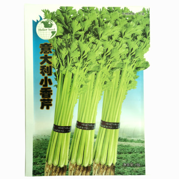 意大利小香芹种子纤维少株型抱合紧凑耐低温耐高温耐