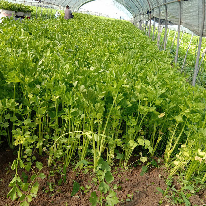 意大利小香芹种子纤维少株型抱合紧凑耐低温耐高温耐