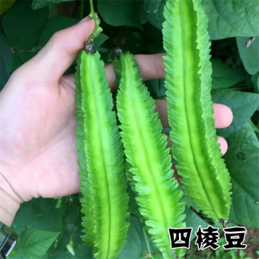 四棱豆种子杨桃豆四角豆翼豆种子种植容易春夏秋播种健蔬