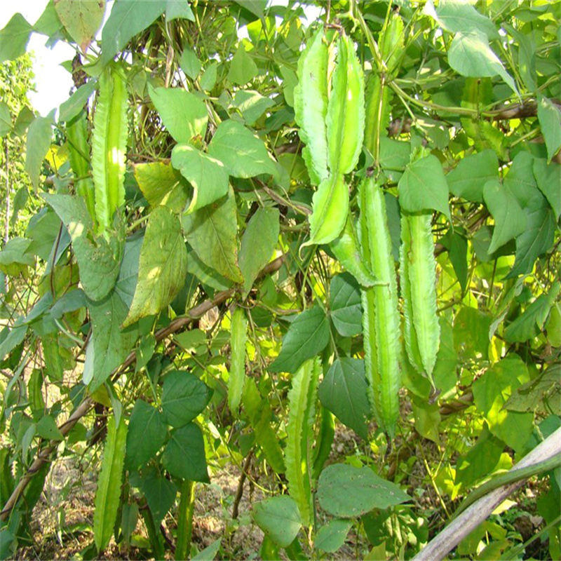 四棱豆种子杨桃豆四角豆翼豆种子种植容易春夏秋播种健蔬