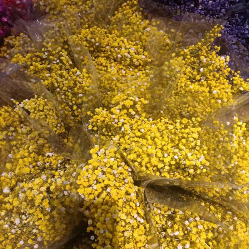 满天星永生花干花云南产地工厂直发量大更优惠
