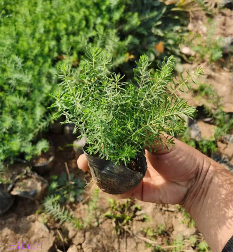 青州蓝亚麻种苗批发多年生绿化蓝亚麻杯苗价格红亚麻