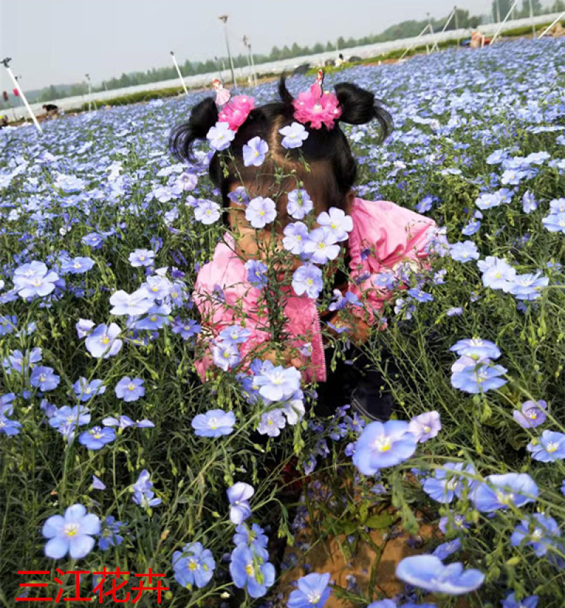 青州蓝亚麻种苗批发多年生绿化蓝亚麻杯苗价格红亚麻