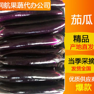 精品推荐，湛江长紫茄子当天采购质量保证。