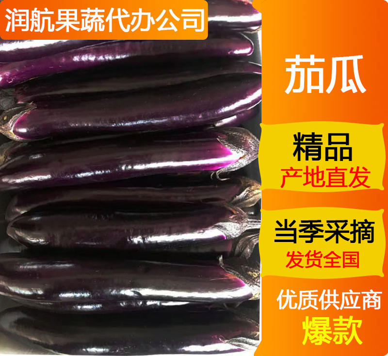 精品推荐，湛江长紫茄子当天采购质量保证。