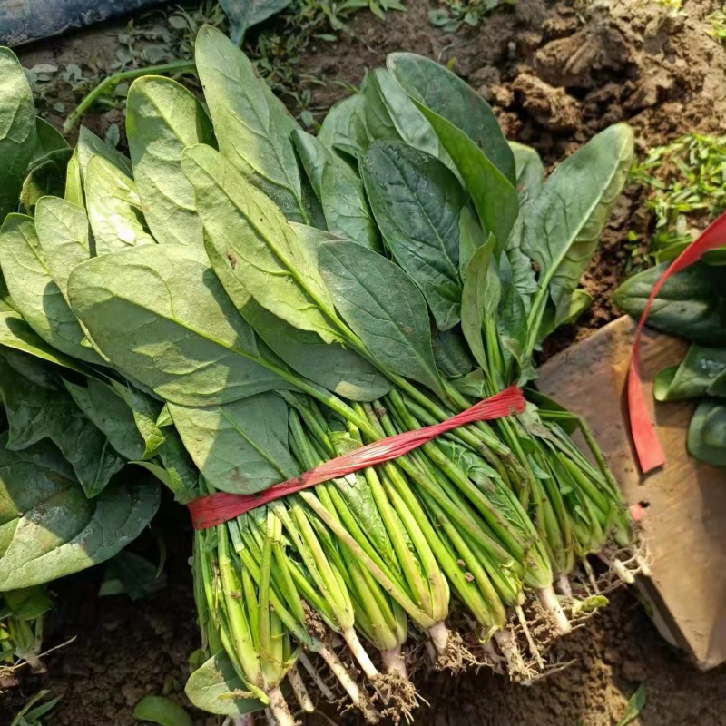 【优选】精品山东大叶菠菜产地直发量大质优欢迎选购