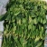 【优选】精品山东大叶菠菜产地直发量大质优欢迎选购