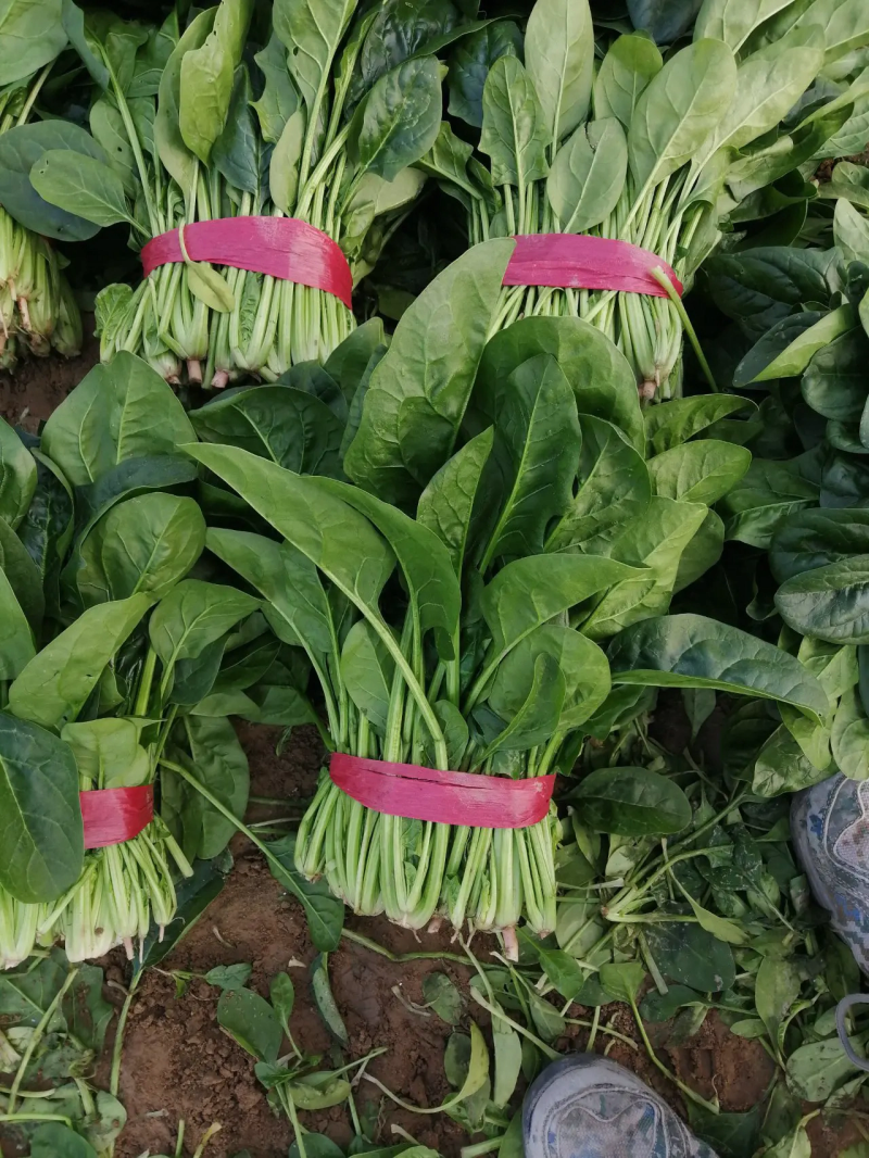 【优选】精品山东大叶菠菜产地直发量大质优欢迎选购