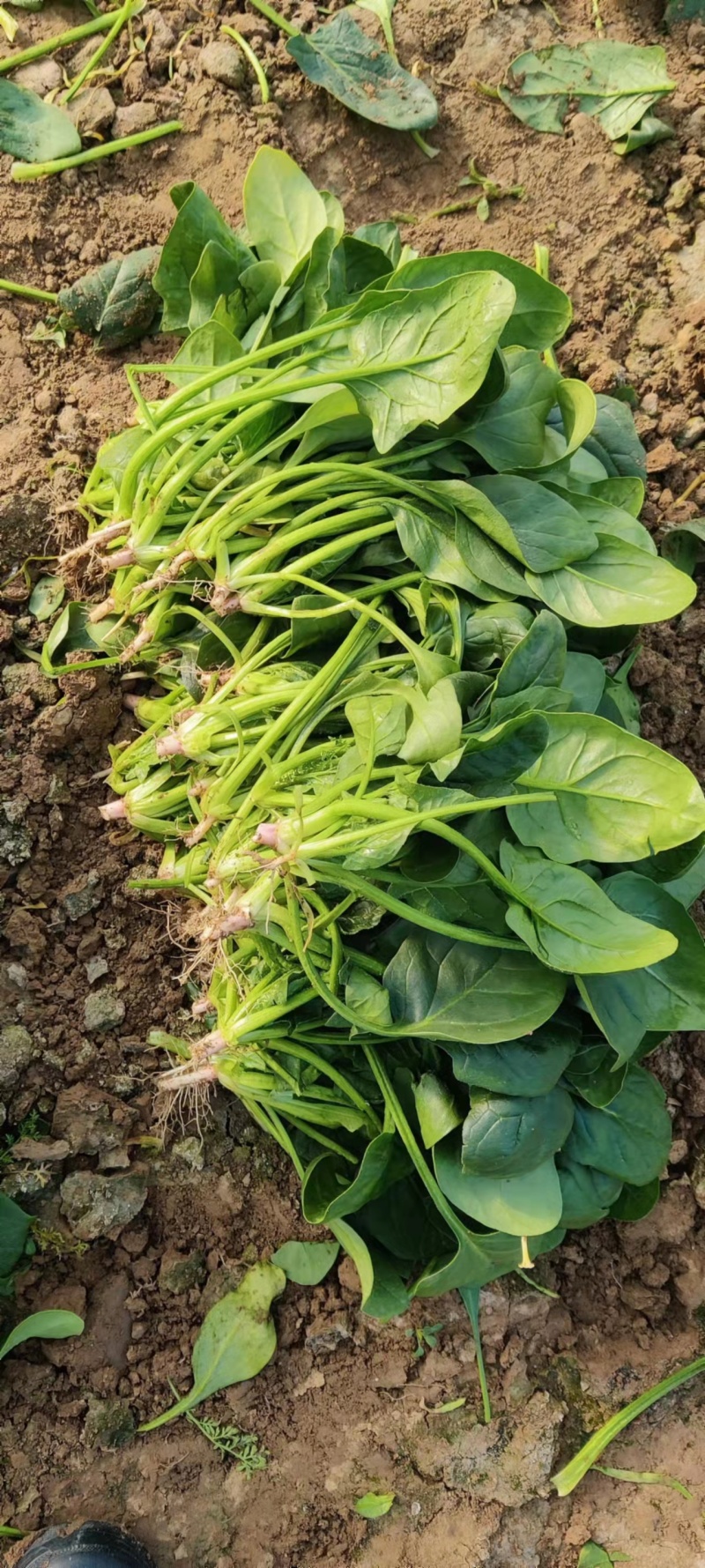 【优选】精品山东大叶菠菜产地直发量大质优欢迎选购