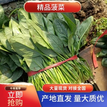 【优选】精品山东大叶菠菜产地直发量大质优欢迎选购