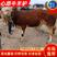 甘肃西门塔尔牛犊等各种牛犊品种齐全成活率高价格实惠