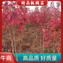红冠红枫树苗自己种植，没有中间商，欢迎选购。