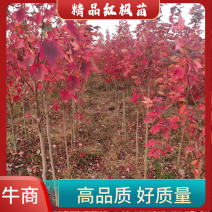 红冠红枫树苗自己种植，没有中间商，欢迎选购。