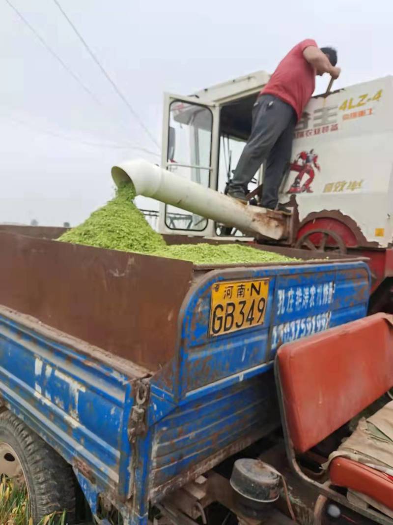 青麦麦仁，常年批发口感劲道、颗粒饱满量大优惠