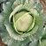 【优选品质】扁包菜现摘现发新鲜本地包菜，农家种植，品质保证