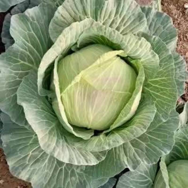 【优选品质】扁包菜现摘现发新鲜本地包菜，农家种植，品质保证