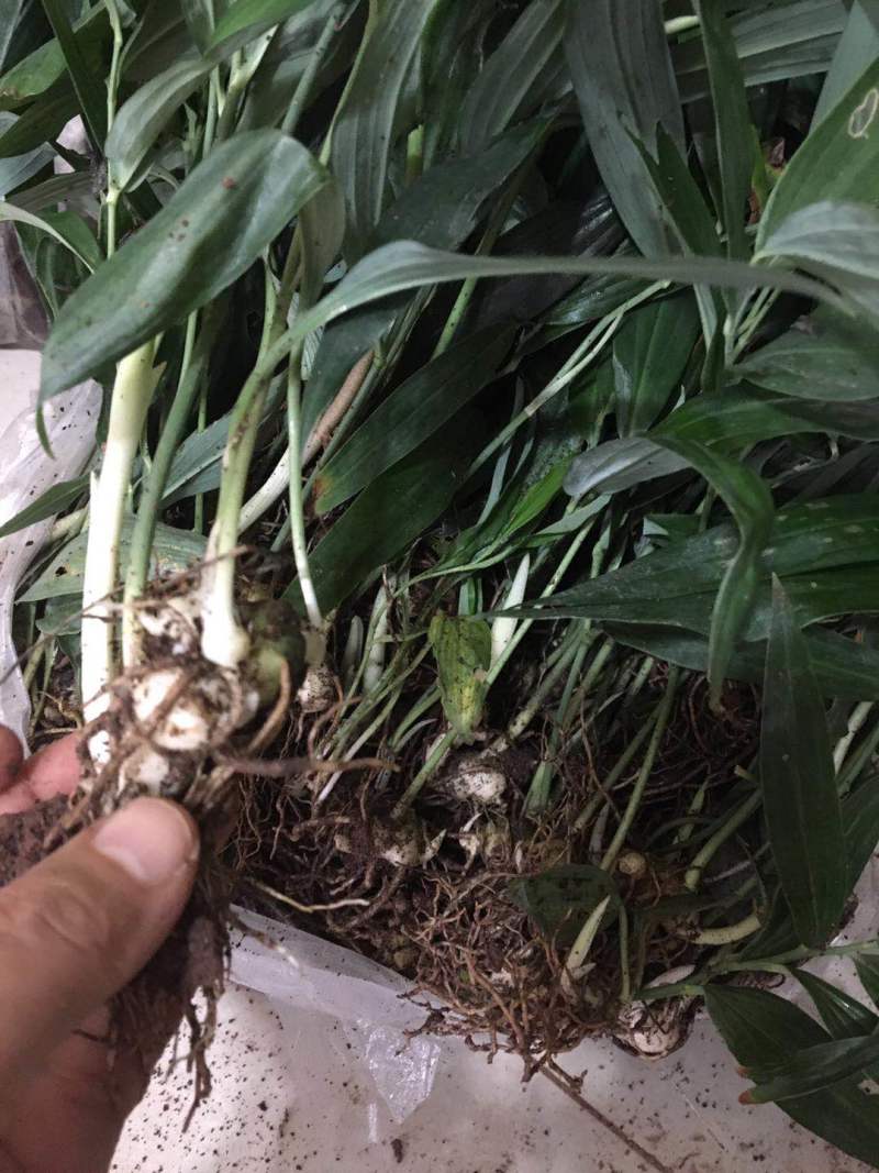 中药材黄精种苗出售黄精种植基地直发，量大从优