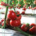 金棚玉冠番茄种子粉果番茄种籽大西红柿籽基地种植专用