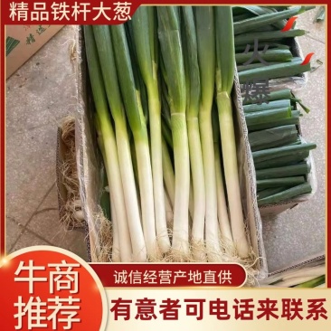 大葱，福建大葱漳浦铁杆大葱毛葱箱葱净葱欢迎咨询选购
