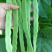 金龙二扁扁豆种子芸豆种子宽形早熟爬藤豆角种孑四季无筋扁青