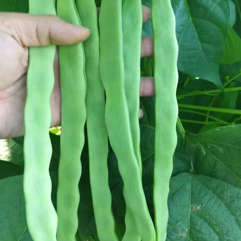 金龙二扁扁豆种子芸豆种子宽形早熟爬藤豆角种孑四季无筋扁青