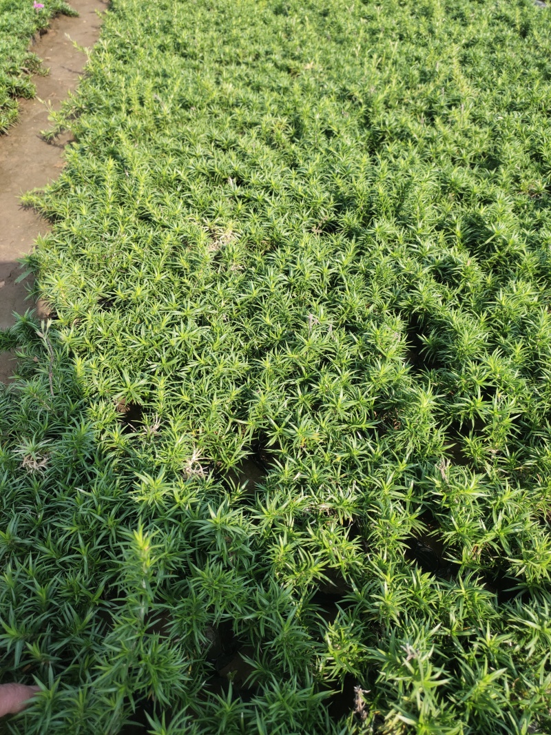 大花丛生福禄考价格大花丛生福禄考产地大花芝樱出售