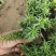 大花丛生福禄考出售大花芝樱价格大花芝樱种植基地
