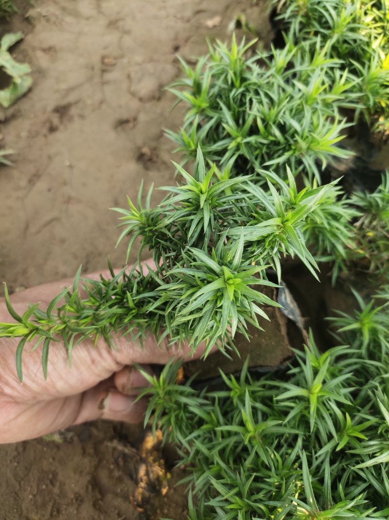 大花丛生福禄考出售大花芝樱价格大花芝樱种植基地