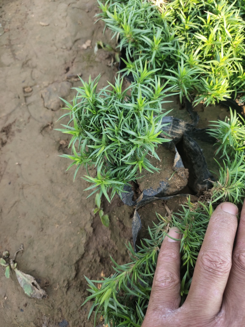 大花丛生福禄考出售大花芝樱价格大花芝樱种植基地