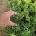 大花丛生福禄考出售大花芝樱价格大花芝樱种植基地