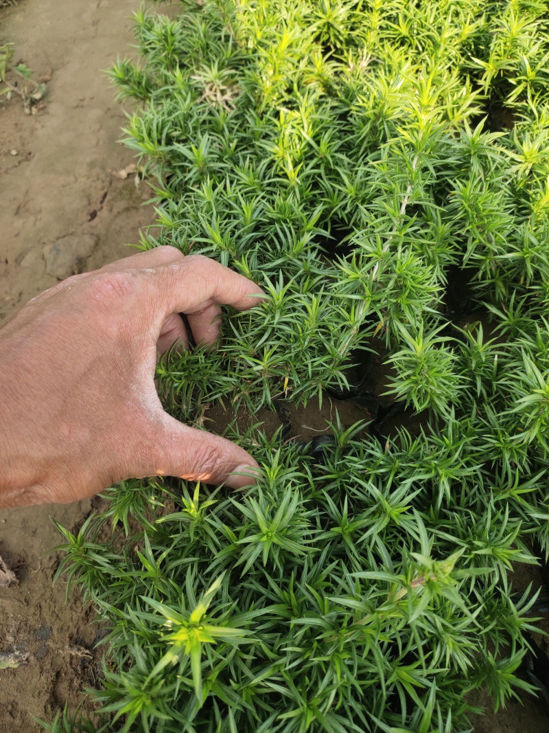 大花丛生福禄考出售大花芝樱价格大花芝樱种植基地