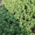 大花丛生福禄考出售大花芝樱价格大花芝樱种植基地