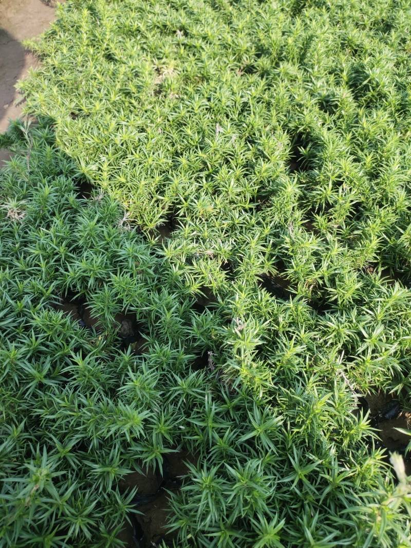 大花丛生福禄考出售大花芝樱价格大花芝樱种植基地
