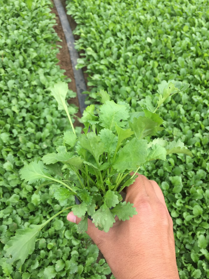 大滨菊培育基地绿化用大滨菊基地直销大滨菊一手货