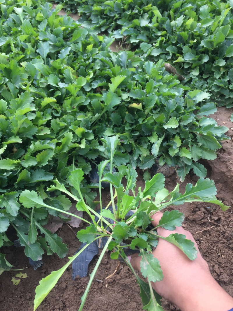 大滨菊培育基地绿化用大滨菊基地直销大滨菊一手货