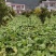 【荐】四川精品儿菜毛儿菜产地直销一手欢迎全国走货