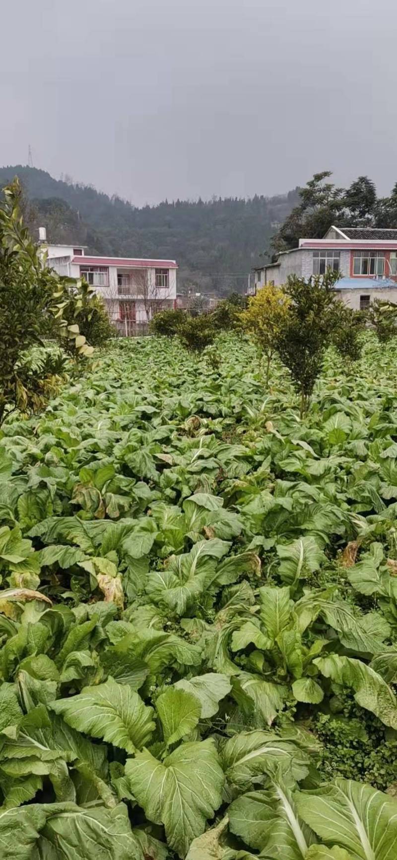 【荐】四川精品儿菜毛儿菜产地直销一手欢迎全国走货
