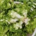 【荐】四川精品儿菜毛儿菜产地直销一手欢迎全国走货