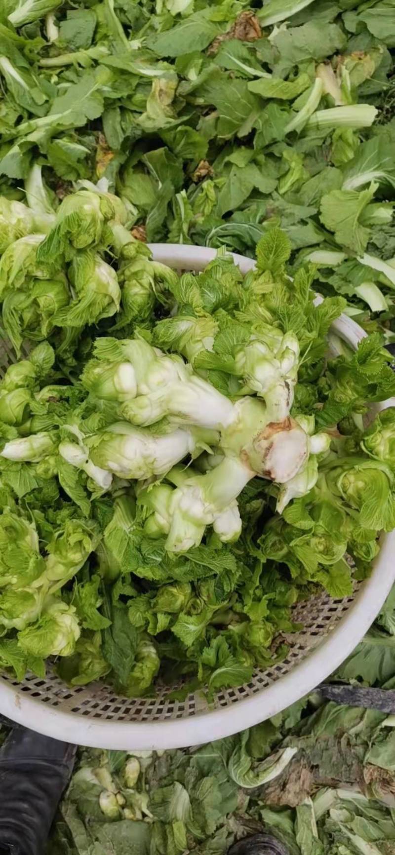 【荐】四川精品儿菜毛儿菜产地直销一手欢迎全国走货