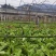 【荐】四川精品儿菜毛儿菜产地直销一手欢迎全国走货
