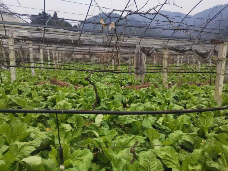 【荐】四川精品儿菜毛儿菜产地直销一手欢迎全国走货
