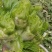 【荐】四川精品儿菜毛儿菜产地直销一手欢迎全国走货
