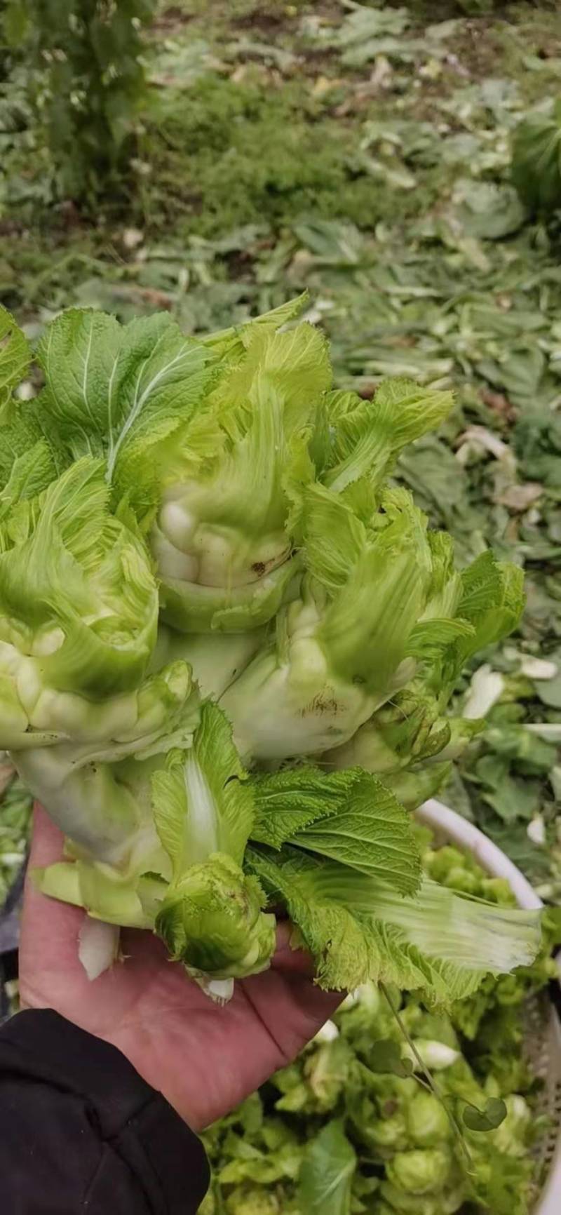 【荐】四川精品儿菜毛儿菜产地直销一手欢迎全国走货