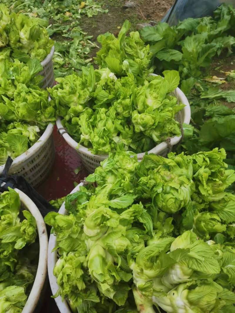 【荐】四川精品儿菜毛儿菜产地直销一手欢迎全国走货
